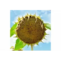 Вінченцо насіння соняшнику ALFA Seeds (Альфа Насіння)