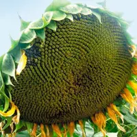 Мішель насіння соняшнику ALFA Seeds (Альфа Насіння)