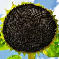 Тео насіння соняшнику ALFA Seeds (Альфа Насіння)