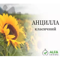 Анцилла насіння соняшнику ALFA Seeds (Альфа Насіння)