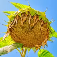 Арлет насіння соняшнику ALFA Seeds (Альфа Насіння)
